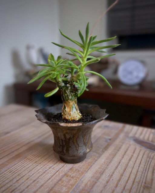 なんとか夏越せた組
・
・
pot: @katachiseisakujyo
・
・
#チレコドン #チレコドンレウコスリクス #tylecodonleucothrix #tylecodon #塊根植物 #コーデックス #caudex #succulents #caudiciform #ボタニカル #botanical #ボタニカルライフ #室内温室 #gardening #ガーデニング #植物のある暮らし #botanicallife #slowlife #カタチ製作所