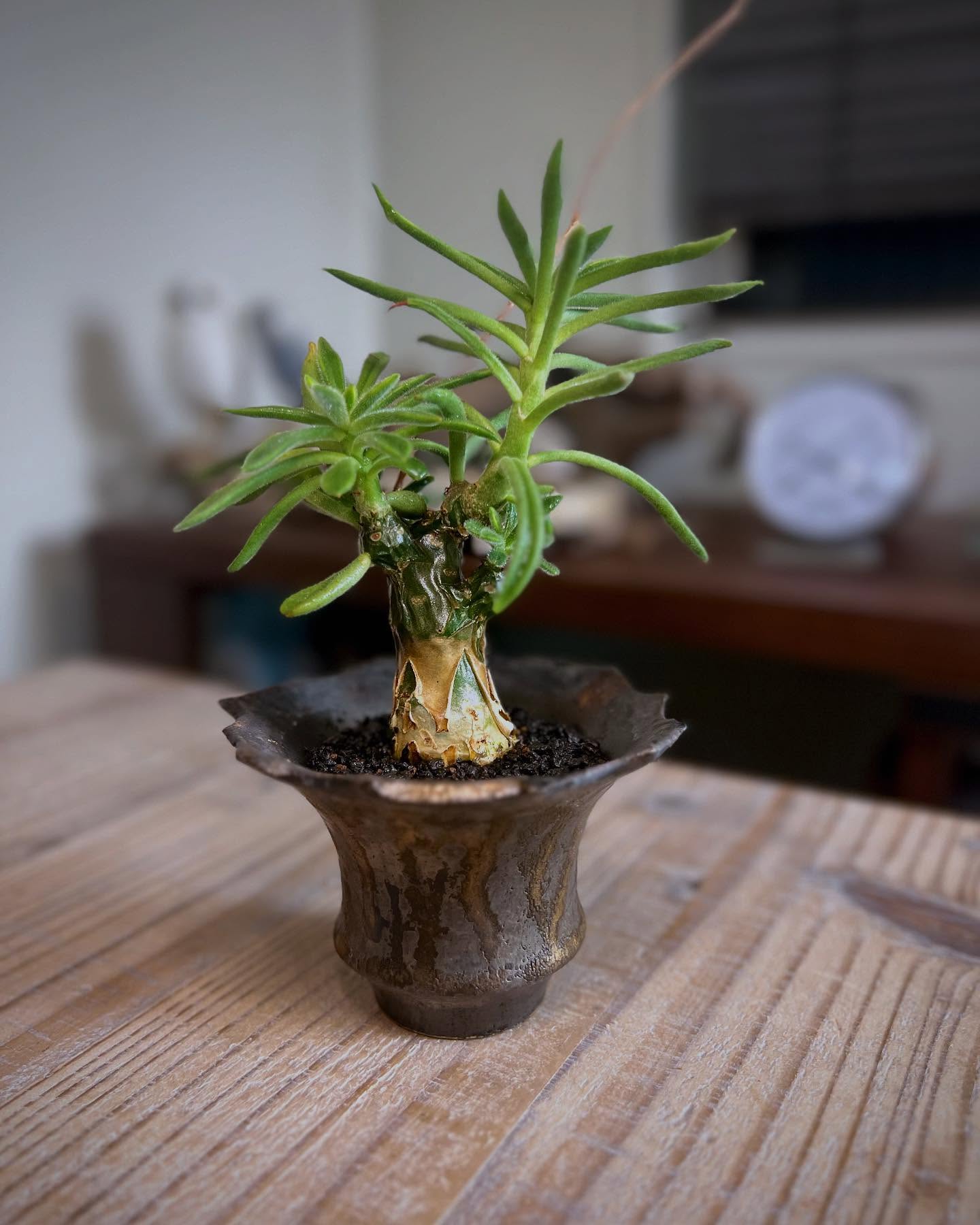 なんとか夏越せた組
・
・
pot: @katachiseisakujyo
・
・
#チレコドン #チレコドンレウコスリクス #tylecodonleucothrix #tylecodon #塊根植物 #コーデックス #caudex #succulents #caudiciform #ボタニカル #botanical #ボタニカルライフ #室内温室 #gardening #ガーデニング #植物のある暮らし #botanicallife #slowlife #カタチ製作所