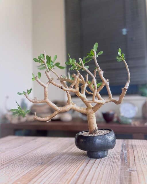 なんとか夏越し組。
・
・
#オトンナフルカタ #フルカタ #othonnafurcata #furcata #othonna #塊根植物 #コーデックス #caudex #succulents #caudiciform #ボタニカル #botanical #ボタニカルライフ #gardening #ガーデニング #植物のある暮らし #botanicallife #植物 #plants #盆栽 #小品盆栽 #bonsai #bonsailovers #bonsailife #スローライフ #slowlife