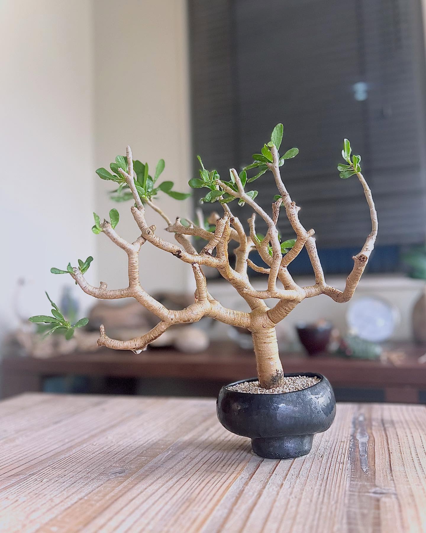 なんとか夏越し組。
・
・
#オトンナフルカタ #フルカタ #othonnafurcata #furcata #othonna #塊根植物 #コーデックス #caudex #succulents #caudiciform #ボタニカル #botanical #ボタニカルライフ #gardening #ガーデニング #植物のある暮らし #botanicallife #植物 #plants #盆栽 #小品盆栽 #bonsai #bonsailovers #bonsailife #スローライフ #slowlife