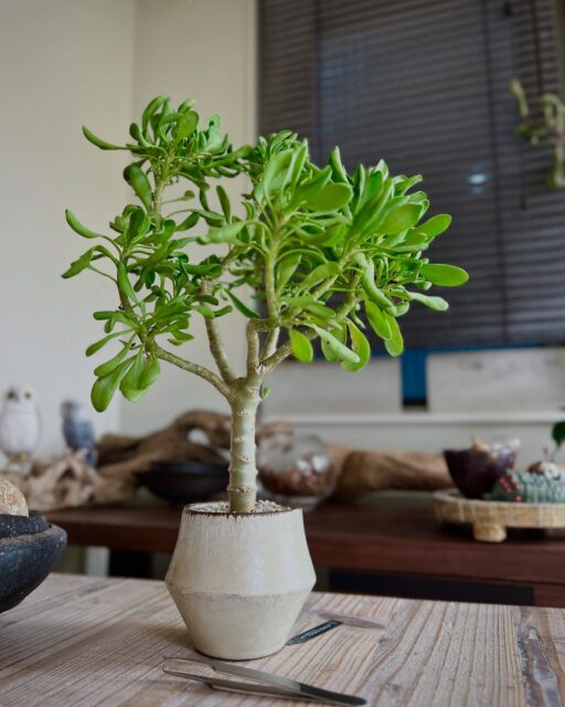 だいぶ樹っぽくなってきたけど、
美白にはまだ時間かかりそう🧴
・
・
#オトンナフルカタ #フルカタ #othonnafurcata #furcata #othonna #塊根植物 #コーデックス #caudex #succulents #caudiciform #ボタニカル #botanical #ボタニカルライフ #gardening #ガーデニング #植物のある暮らし #botanicallife #植物 #実生 #plants #盆栽 #小品盆栽 #bonsai #bonsailovers #bonsailife #スローライフ #slowlife