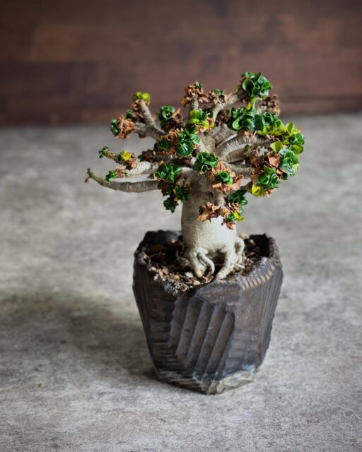 新緑と枯葉のコントラストがいい感じ🍃
・
・
投稿してなさすぎて
進化したインターフェースで戸惑ったよ💦
・
・
#アデニウム #DHA #dorsethornadenium #adenium #獅子葉アデニウム #巻葉アデニウム #ドーセットホーンアデニウム #ppl #塊根植物 #コーデックス #caudex #succulents #caudiciform #ボタニカル #botanical #ボタニカルライフ #gardening #ガーデニング #植物のある暮らし #botanicallife #植物 #plants #盆栽 #小品盆栽 #bonsai #bonsailovers #bonsailife #スローライフ #slowlife