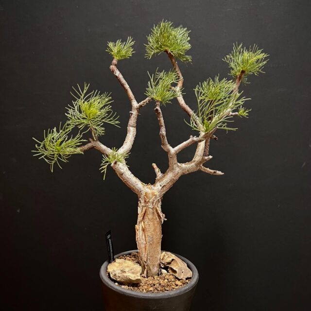 気づけば4年半が経過してた⏳
・
・
やっとこさ芽吹いてほしい枝から🌱
・
・
#コミフォラクラウセリアナ #コミフォラクラウセリアーナ #コミフォラクラウゼリアナ #commiphora #コミフォラ #コンミフォラ #commiphorakraeuseliana #塊根植物 #コーデックス #caudex #succulents #caudiciform #ボタニカル #botanical #ボタニカルライフ #gardening #ガーデニング #植物のある暮らし #植物のある生活 #植物 #plants #bonsai #小品盆栽 #盆栽・