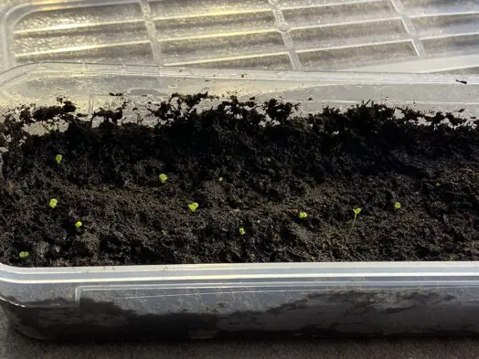 播種から14日後