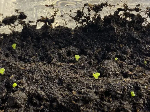 表土ピートモス