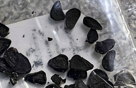 アルブカ・ナマクエンシス種子