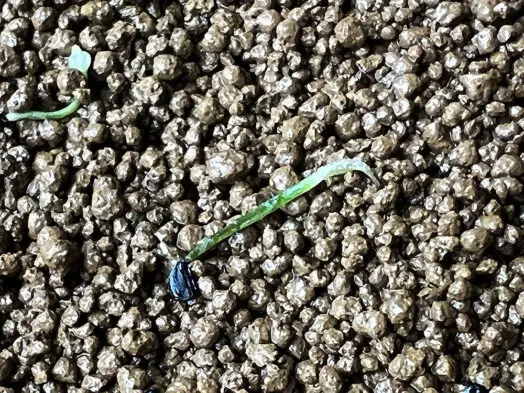 立ち枯れの様子