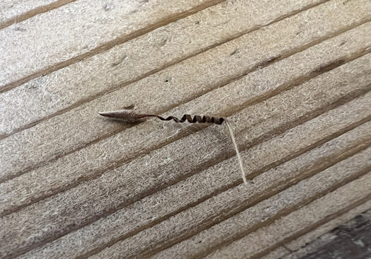 P.クリズミフォリュウム