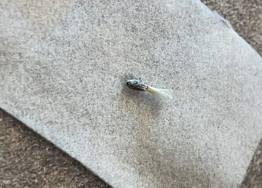 種子の低温処理