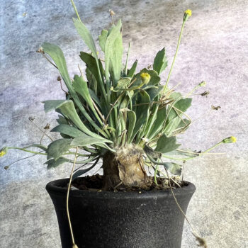 【自家】オトンナ・ハイブリッド (sp. スタインコフ x ユーフォルビオイデス) 種子 7粒